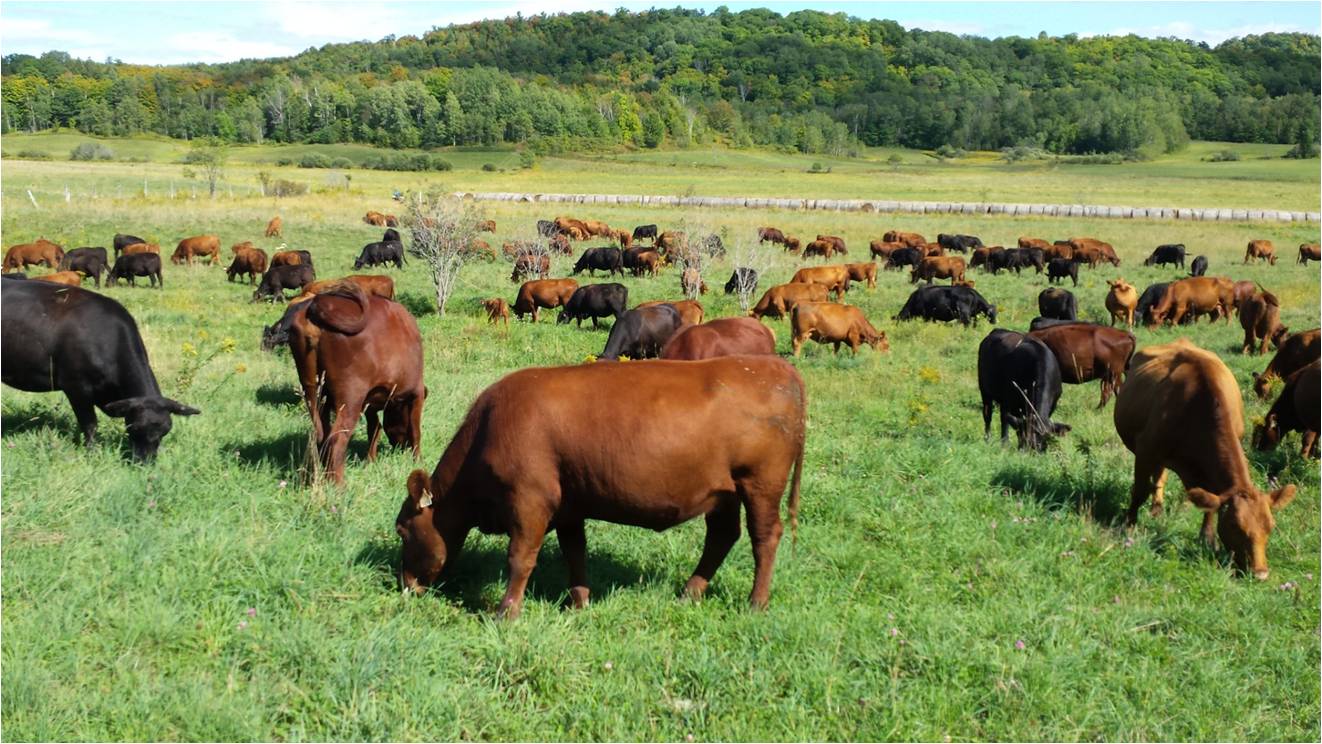We're Hiring: Grazing, Herd and Flock Hand (Full Time Summer and Fall Position)