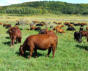 We're Hiring: Grazing, Herd and Flock Hand (Full Time Summer and Fall Position)