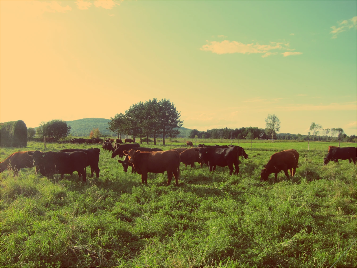 Nous Embauchons : Préposé.e aux pâturages, au troupeau et à l'élevage (poste d'été et d'automne à temps plein)