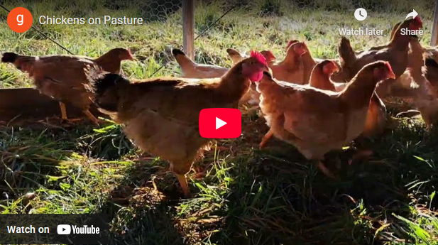 Moving our chickens on pasture