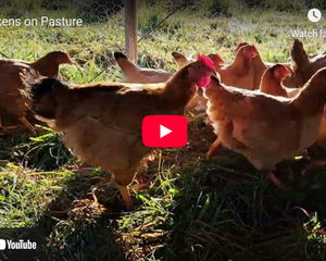 Moving our chickens on pasture