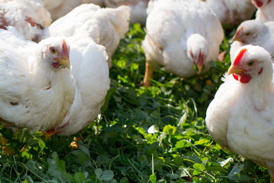 Pastured Chicken Subscription – Grazing Days
