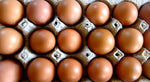 Douzaine d’œufs de poules élevés au pâturage