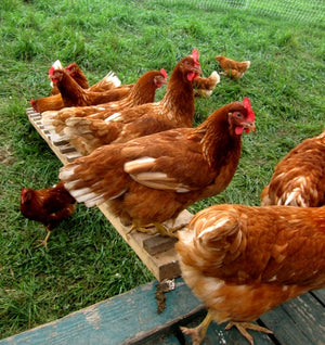 Douzaine d’œufs de poules élevés au pâturage